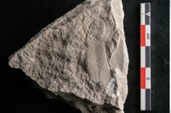 Foto (Detailansicht) von Dictyopteris brongniarti Gutb. (NHMW-GEO-2024-0188-10774)